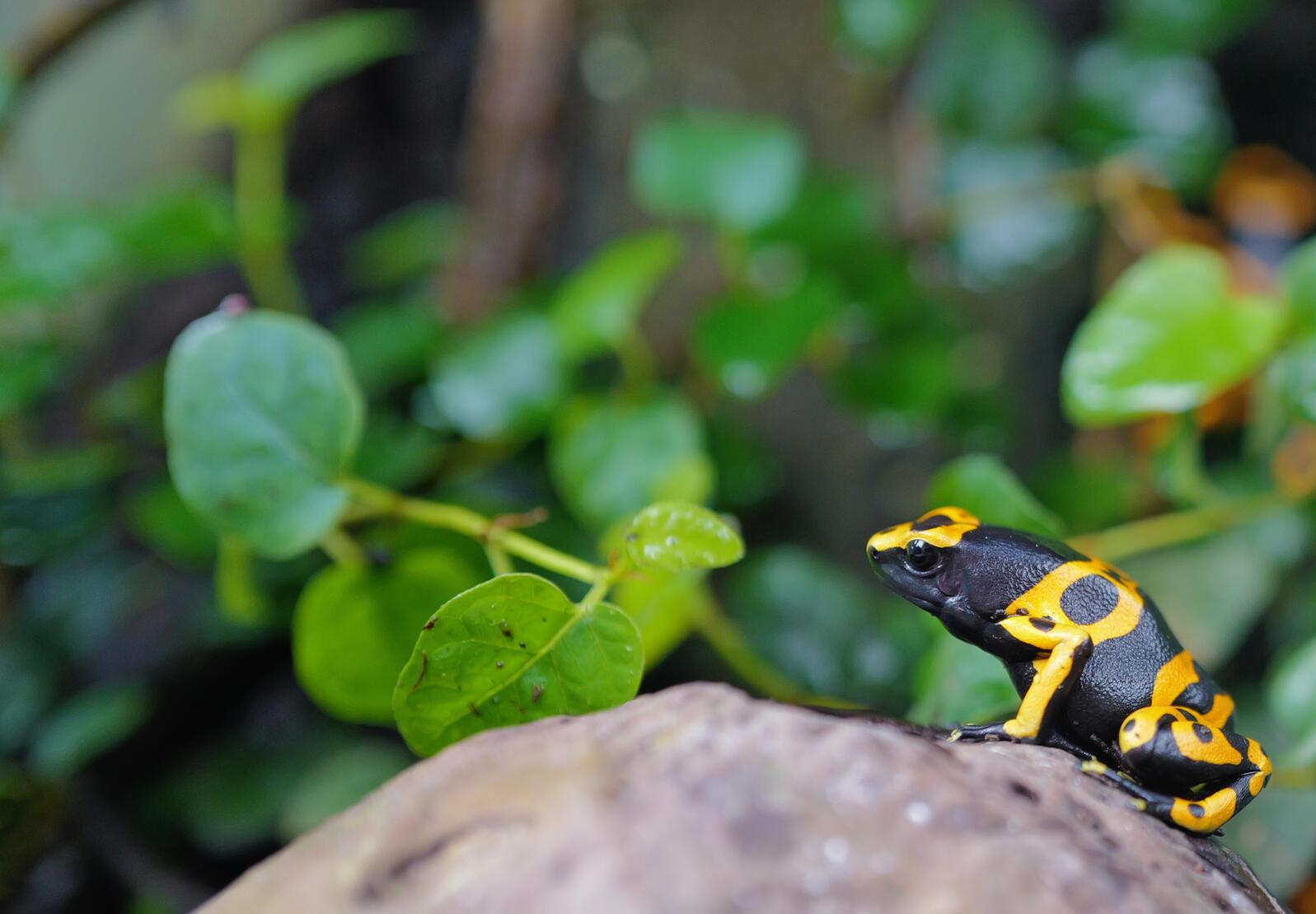 Danger/Frog