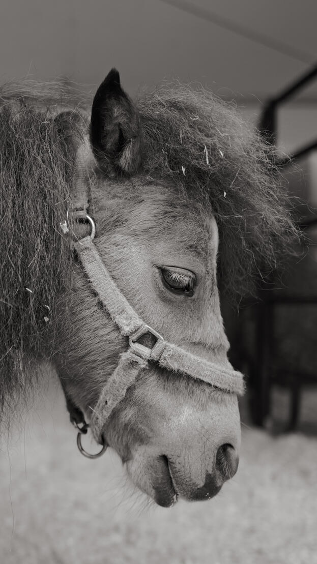 Agrifair/Hair