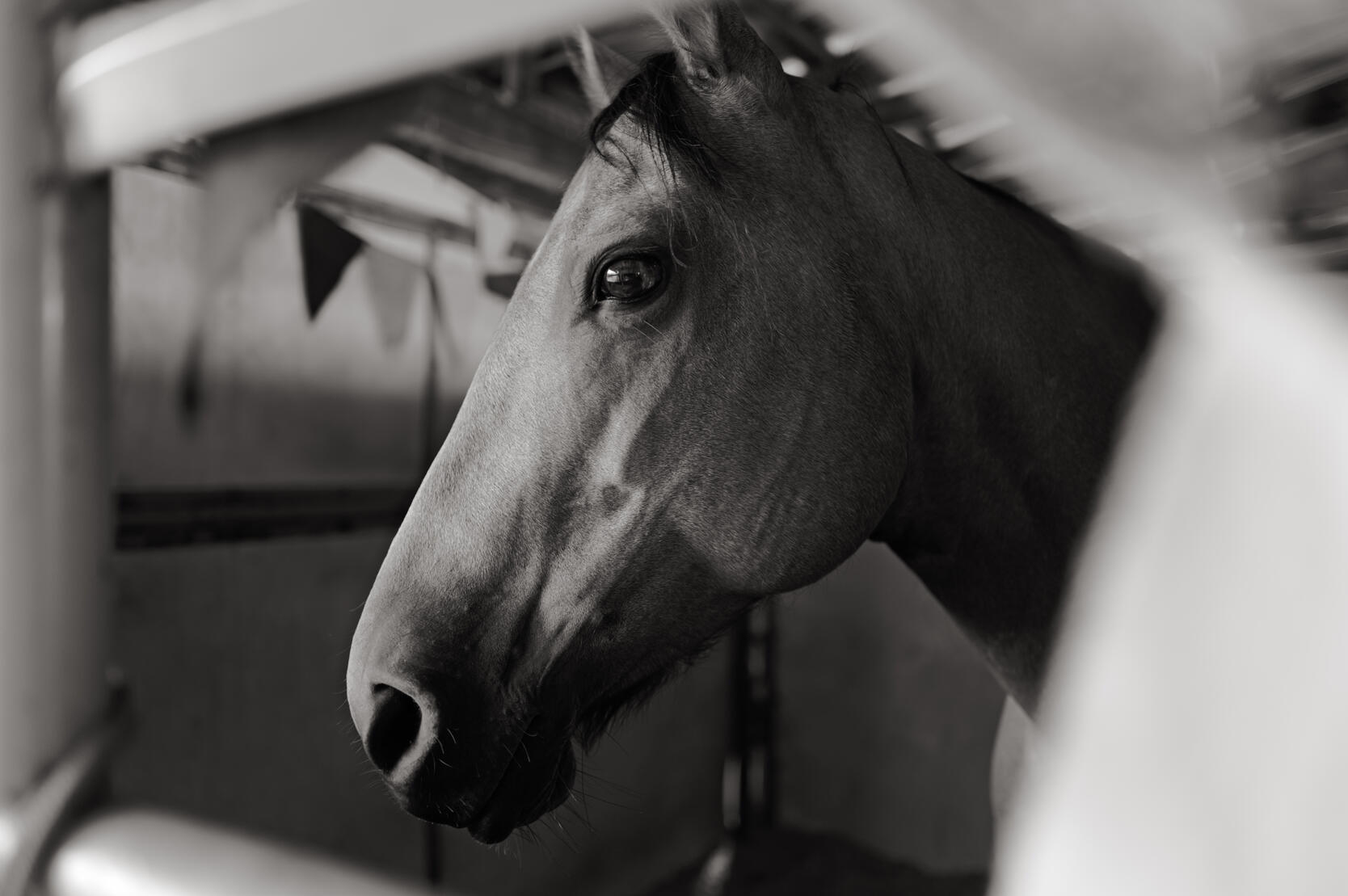 Agrifair/Horse