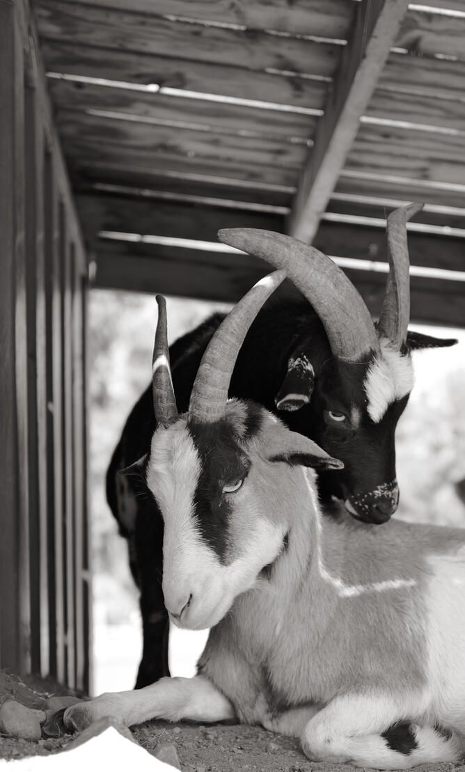 Goat/Goat