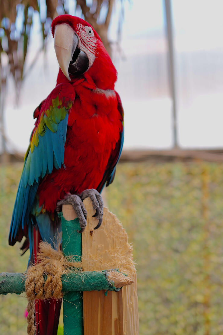 Parrot/Colours