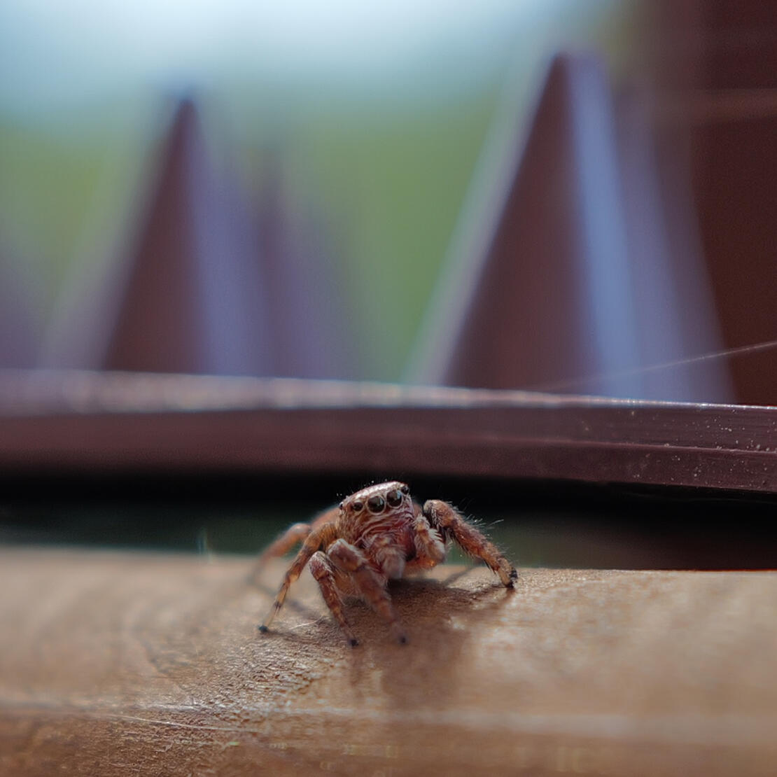 Spider/Bro