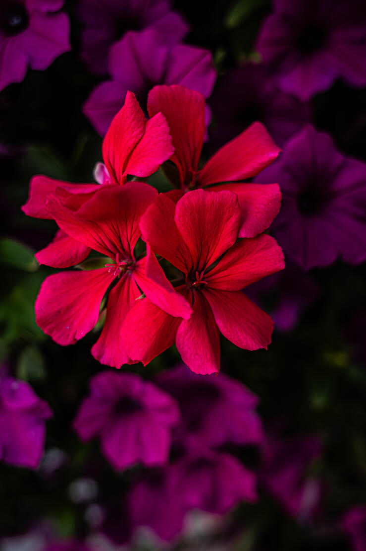Flower/Colourful