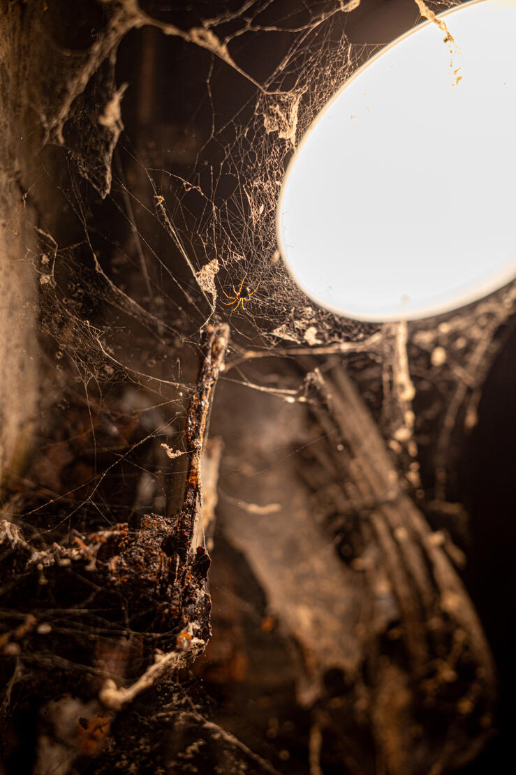 Underground Spider/Seattle