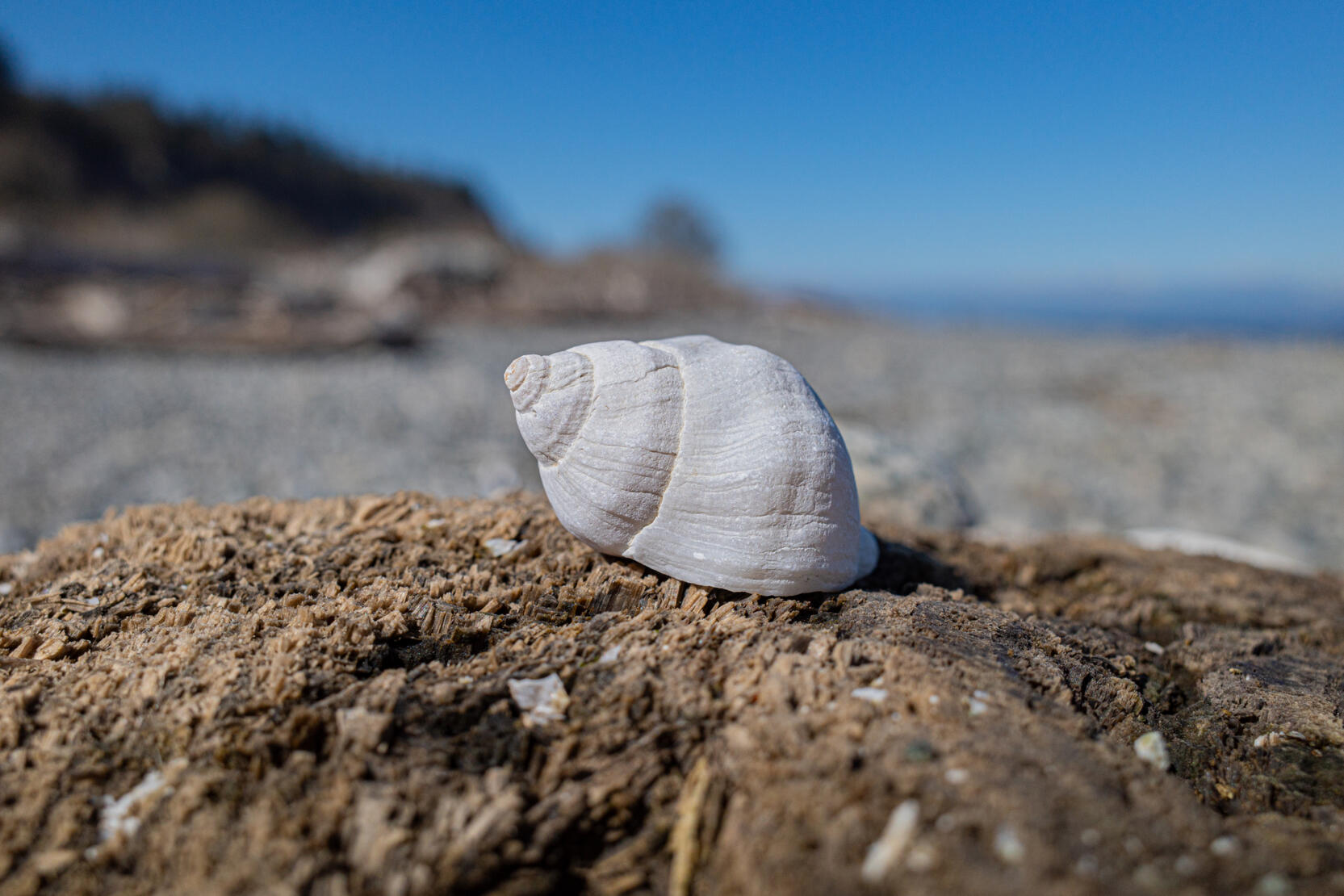 Beach/Shell