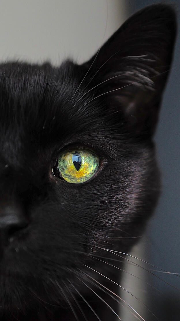 Gato