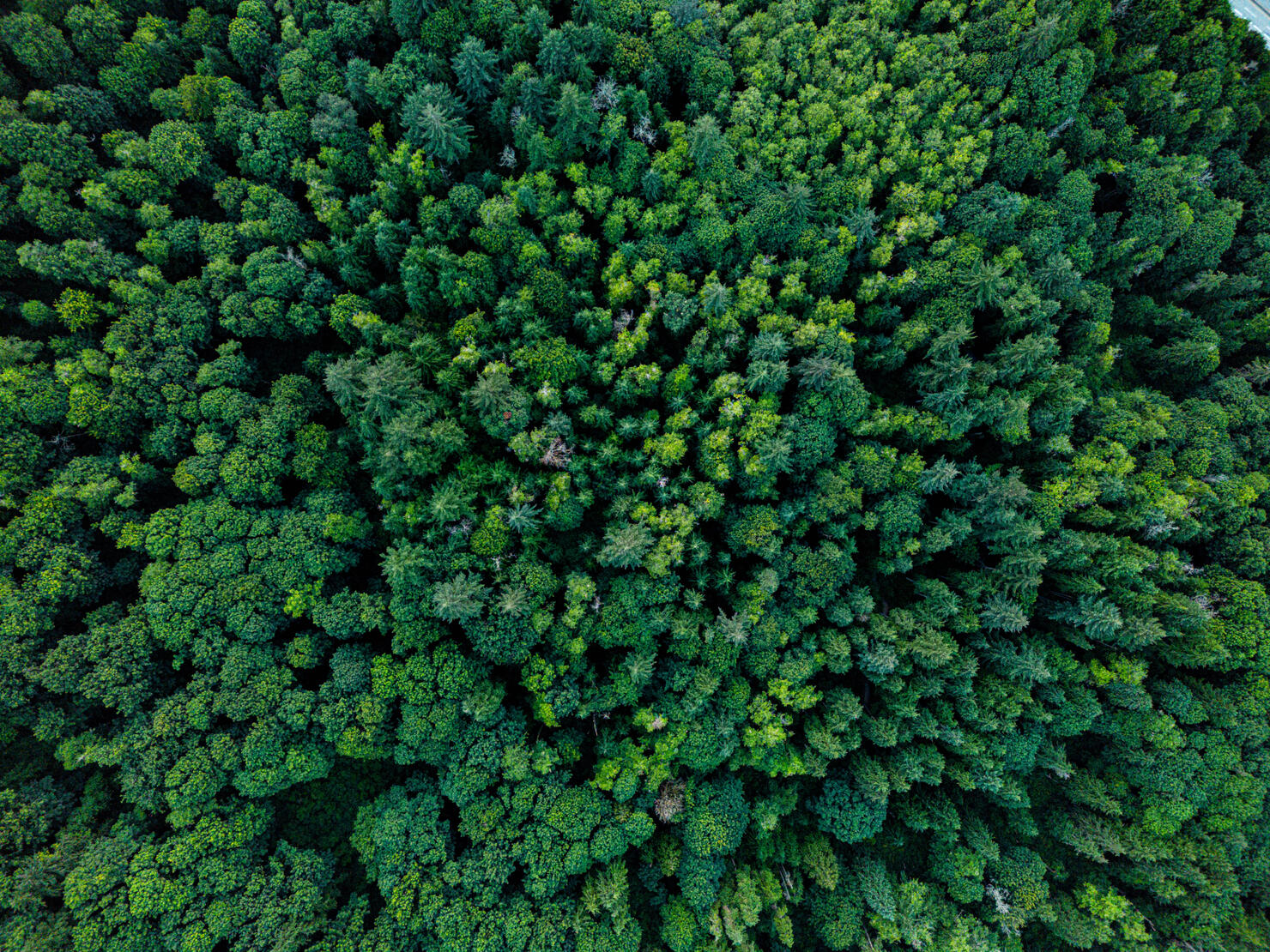 Trees/Broccoli