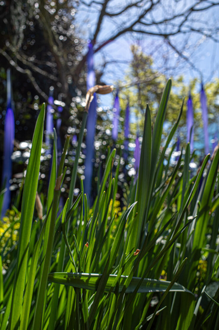 Grass n Glass/Chihuly Seattle