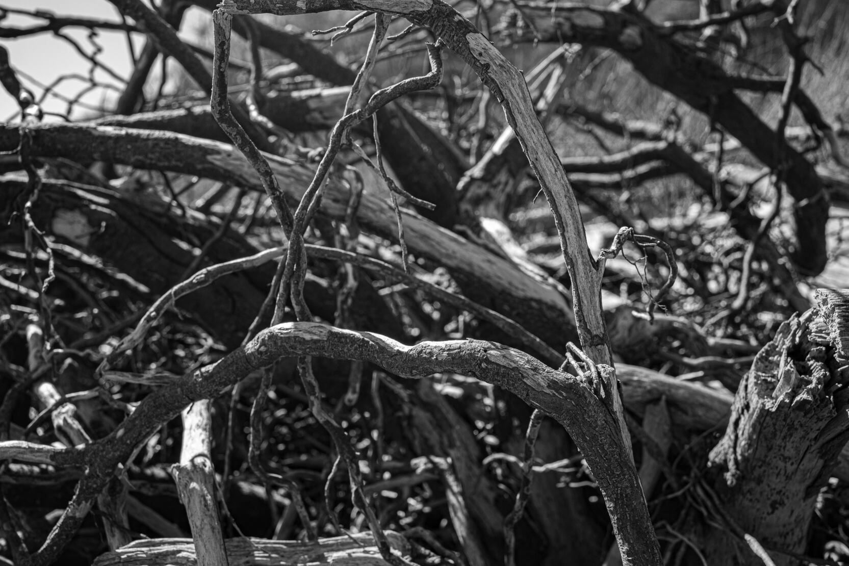 Point Roberts/Driftwood