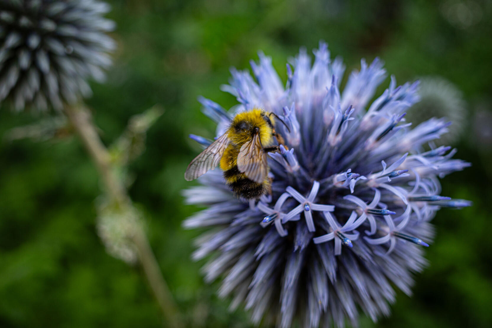 Bumblebutt/Pollen