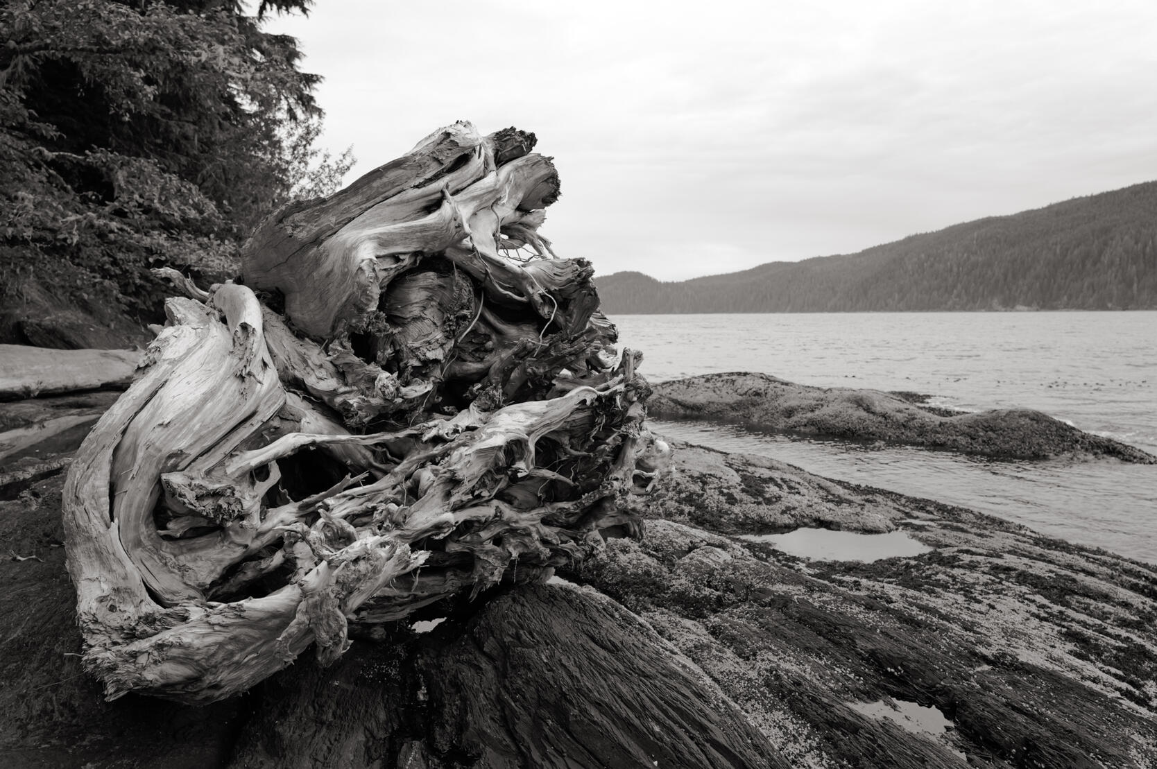 Port Renfrew/Driftwood
