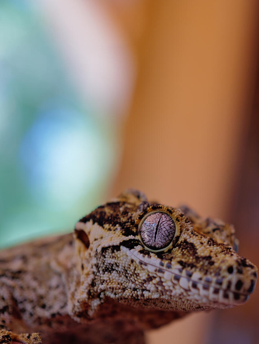 Gecko/Eye